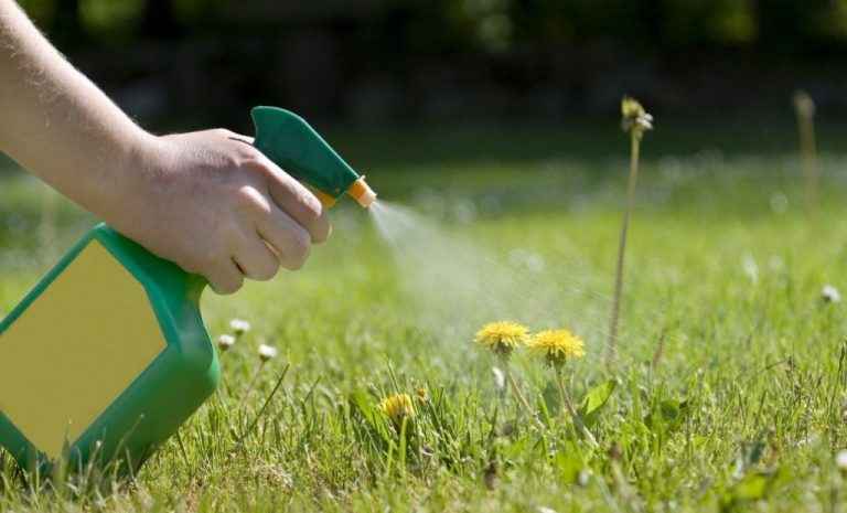 Weed Killer In Use